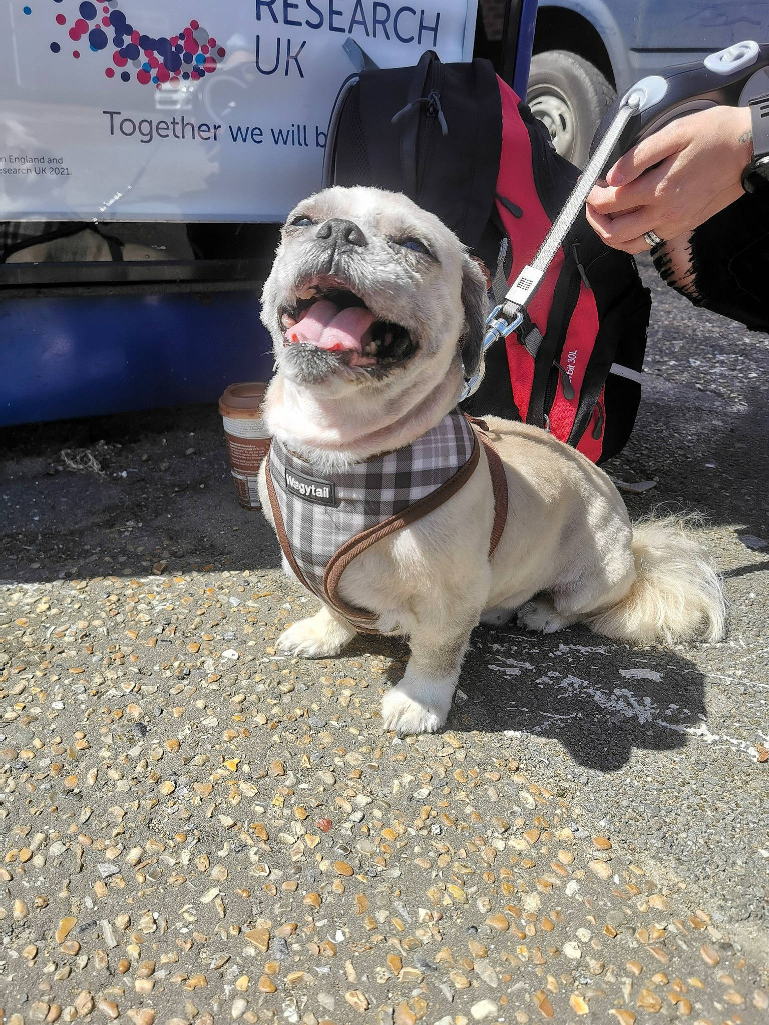 Butbut joined the competition — help win amazing prizes! asphalt, bulldog, canidae, carnivore, collar, companion_dog, dog, dog_breed, dog_clothes, dog_collar, dog_supply, fawn, fur, leash, mammal, road_surface, snout, sporting_group, toy_dog, vertebrate