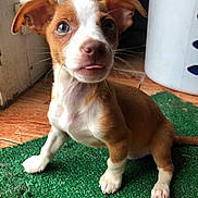 Ranch is registered to the contest to win money with this photo: puppy, dog, brown, white, ears, tongue, indoor, mat, cute, pet, animal, floor, closeup, small, young, adorable, looking, sitting, fur, whiskers