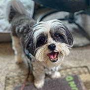 Mochi is registered to the contest to win money with this photo: animal, black_and_white, blurry_background, carpet, companion, cute, dog, domestic_animal, floor_mat, friendly, fur, happy, indoor, looking_up, office_chair, pet, small_dog, smiling, standing, tongue_out