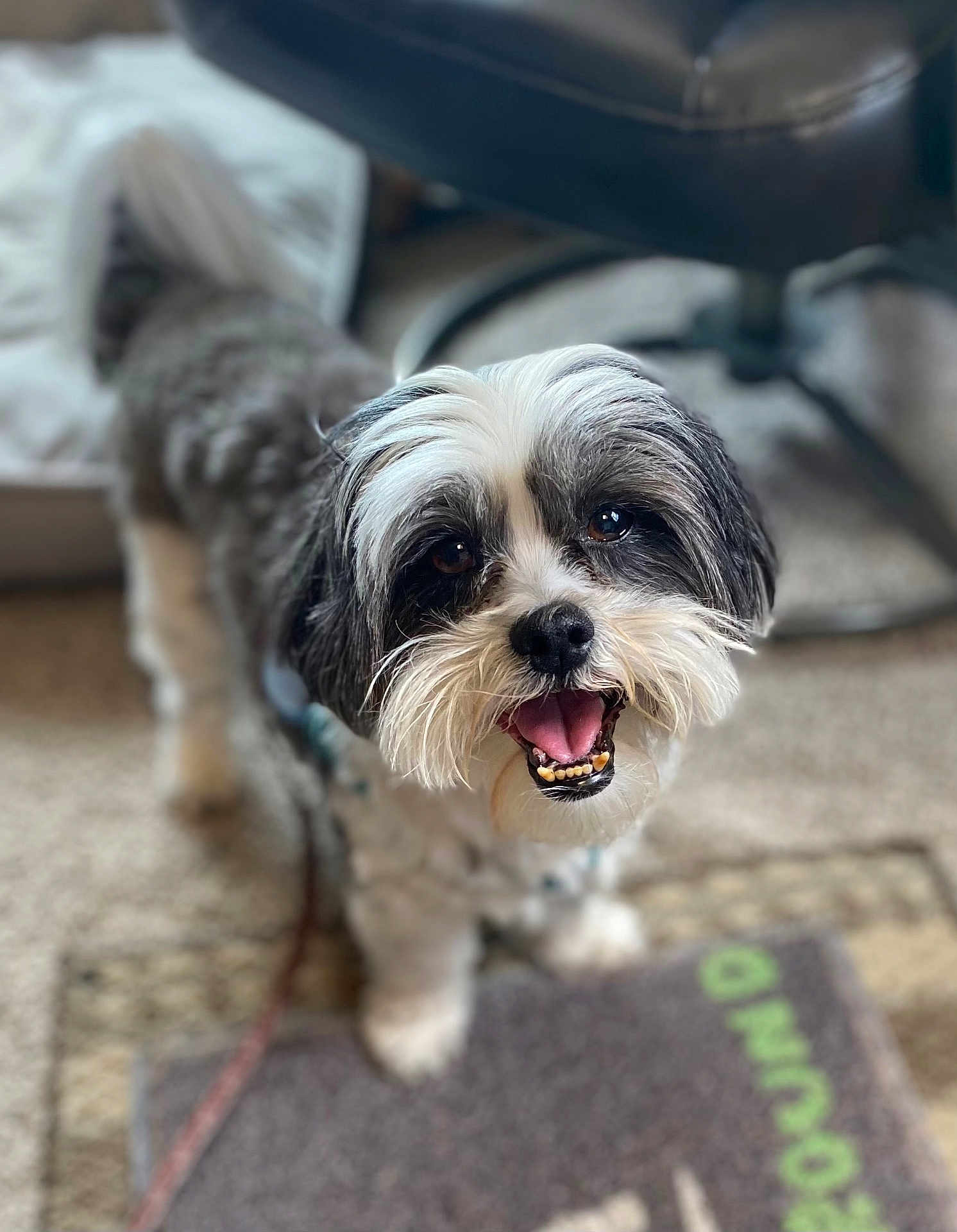 Mochi