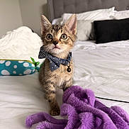 Maverick is registered to the contest to win money with this photo: animal, bed, bedding, bow_tie, cat, cozy, curious, cute, domestic, feline, fur, headboard, indoor, kitten, pet, pillow, purple, toy, whiskers, young