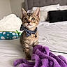 kitten, cat, bow_tie, toy, purple, bed, bedding, pillow, headboard, indoor, pet, feline, curious, young, fur, whiskers, cute, animal, domestic, cozy