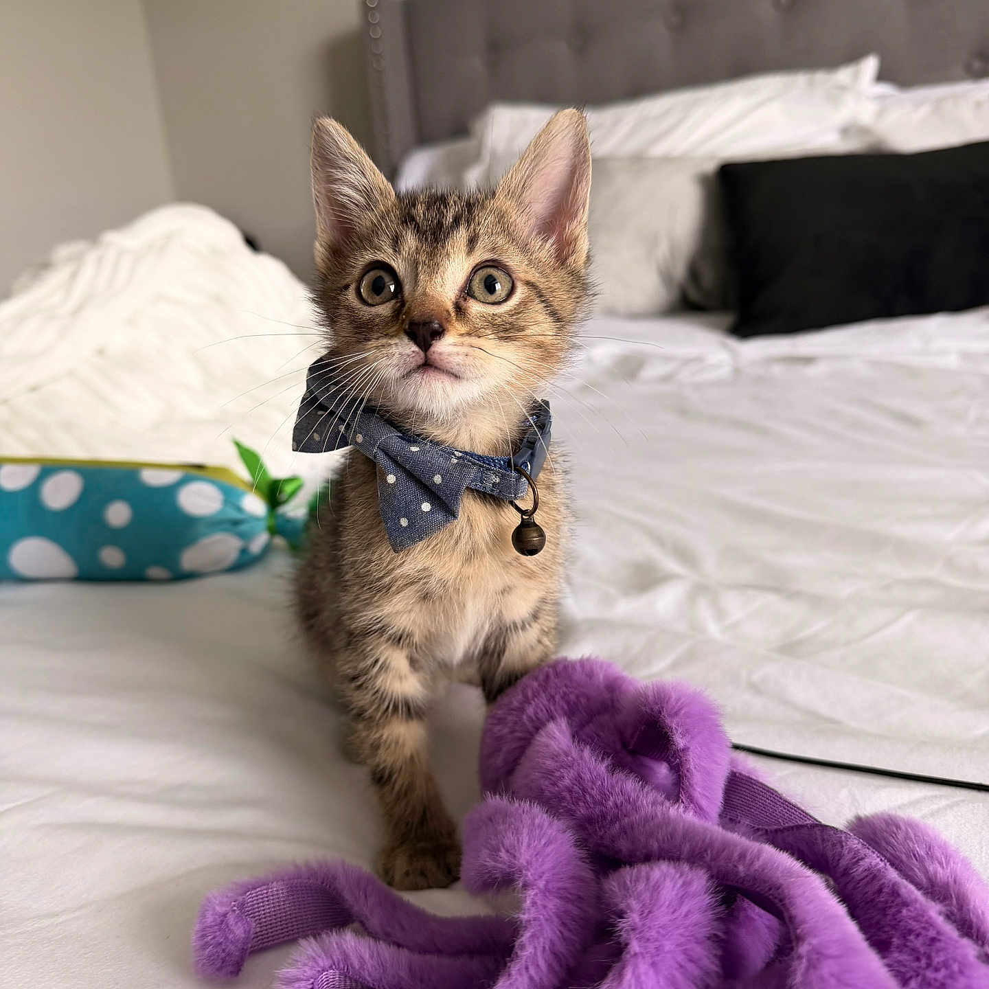 Maverick is registered to the contest to win money with this photo: animal, bed, bedding, bow_tie, cat, cozy, curious, cute, domestic, feline, fur, headboard, indoor, kitten, pet, pillow, purple, toy, whiskers, young