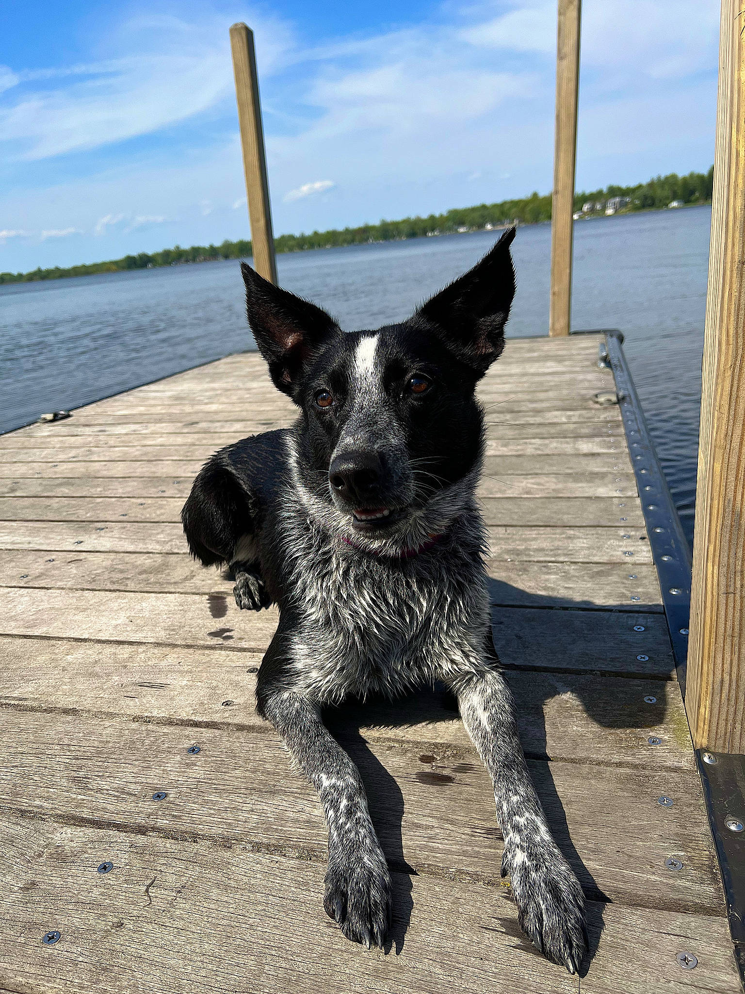 Dolly joined the competition — help win amazing prizes! canidae, carnivore, cloud, collar, companion_dog, dog, dog_breed, dog_collar, fawn, lake, sky, snout, sporting_group, tail, water, whiskers, window, wood, working_animal, working_dog