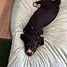 puppy, dog, black_dog, white_markings, blanket, patterned_blanket, lying_down, indoors, flooring, wood_floor, green_turf, pet, cute, animal, young_dog, fur, ears, eyes, resting, cozy