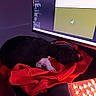 Bruno joined the competition — help win amazing prizes! puppy, dog, sleeping, red_hoodie, computer_screen, keyboard, technology, indoor, pet, black_and_white, desk, cozy, resting, electronics, monitor, glowing, home_office, cute, animal, relaxation