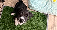 Bruno is registered to the contest to win money with this photo: puppy, dog, black_and_white, artificial_grass, pet_bed, plush_toy, dog_food, water_bowl, indoor, pet_pen, curious, looking_up, flooring, wood_floor, fenced_area, toy_duck, cute, young_dog, pet_care, play_area