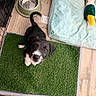 puppy, dog, black_and_white, artificial_grass, pet_bed, plush_toy, dog_food, water_bowl, indoor, pet_pen, curious, looking_up, flooring, wood_floor, fenced_area, toy_duck, cute, young_dog, pet_care, play_area