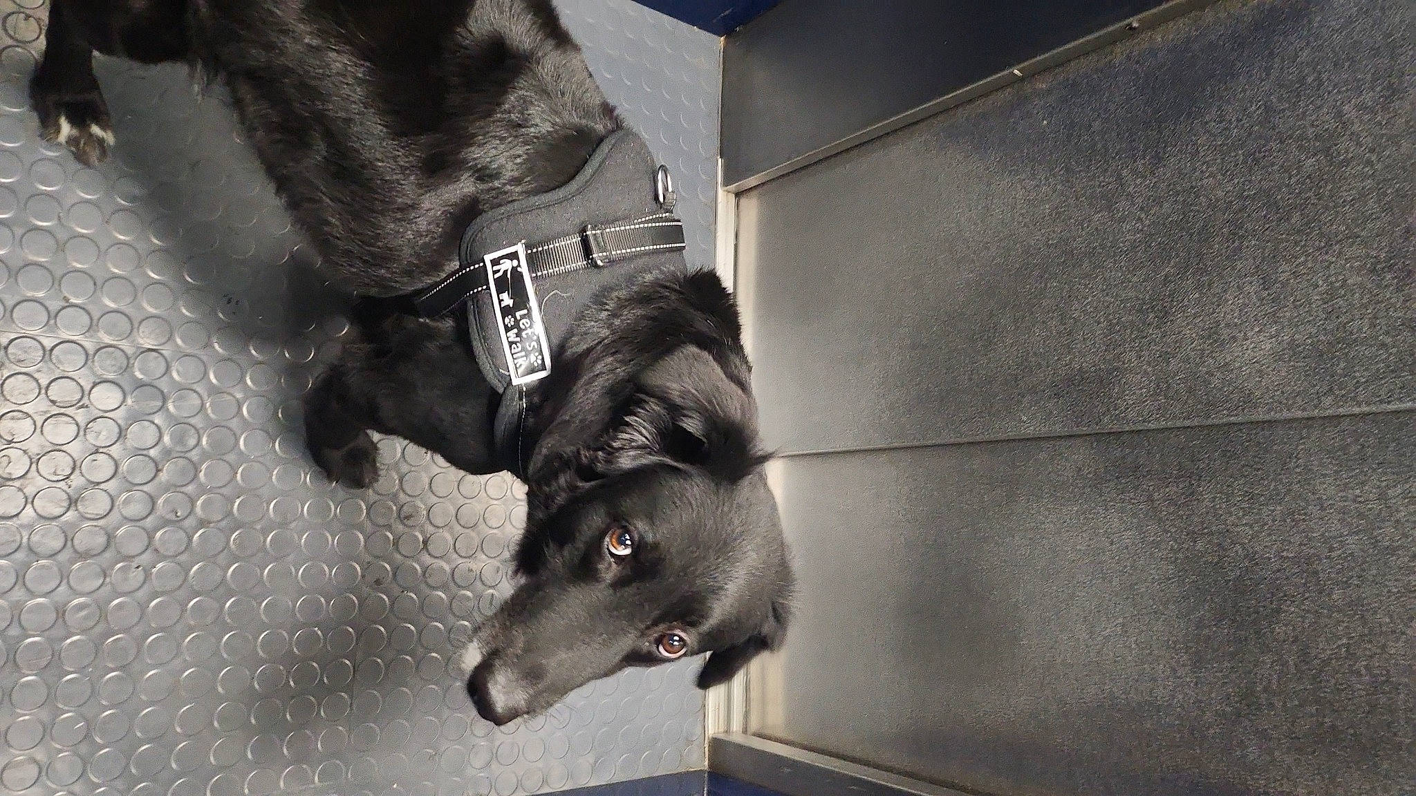 Nova a rejoint le concours — aidez-le/la à gagner de superbes lots ! canidae, carnivore, claw, companion_dog, dog, dog_breed, dog_supply, flooring, fur, grey, human_leg, leash, pet_supply, road_surface, sporting_group, street_dog, tail, tints_and_shades, vertebrate, whiskers