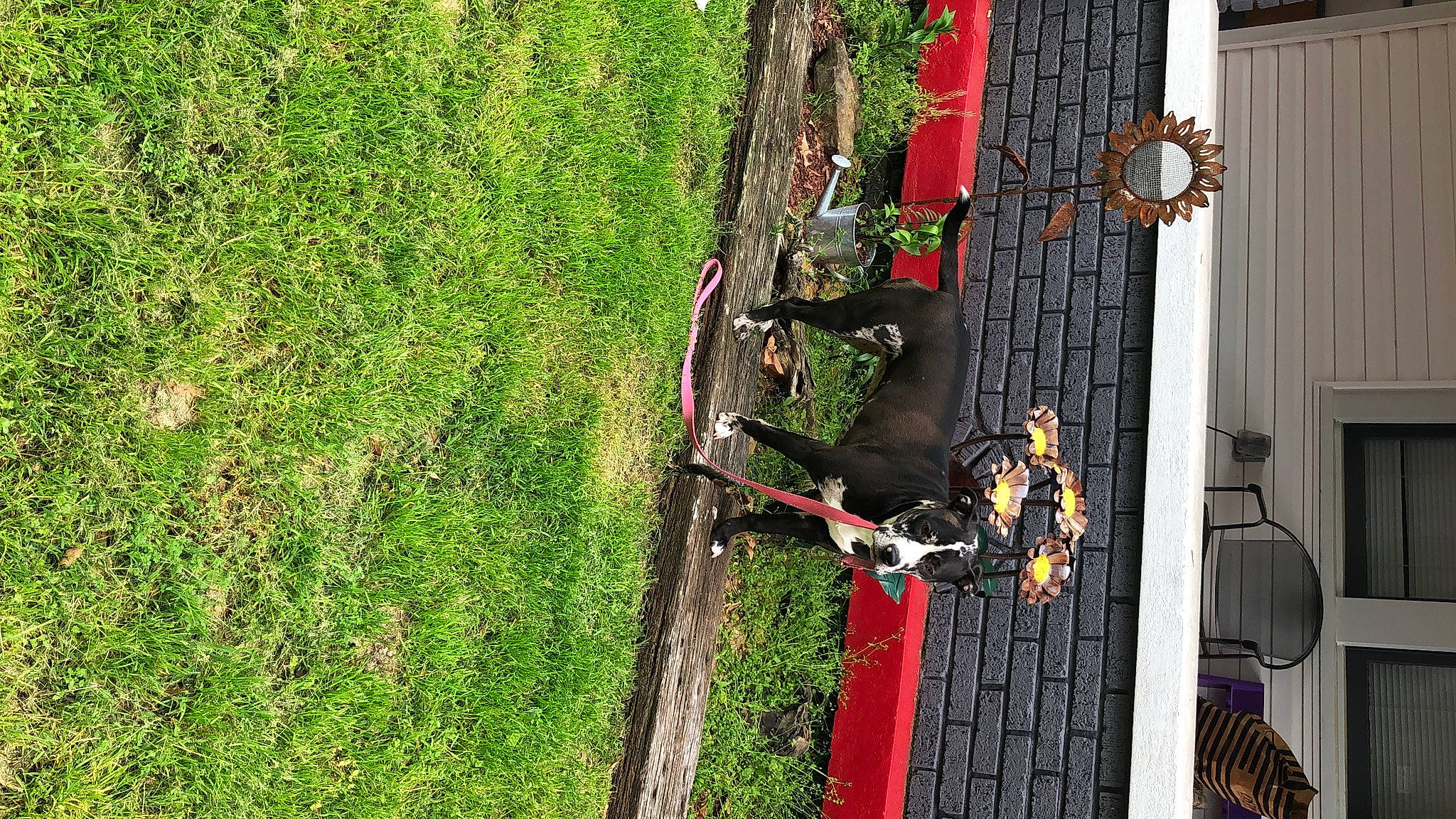 Penny Lane is registered to the contest to win money with this photo: adventure, climbing_harness, extreme_sport, grass, groundcover, house, leaf, leisure, metal, plant, plant_stem, recreation, rock_climbing_equipment, rope, tree, trunk, twig, window, wire, wood