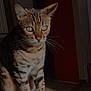 animal, bengal_cat, cat, close_up, domestic_cat, ears, eyes, feline, fur_pattern, indoor, light, mammal, pet, portrait, quiet, shadow, sitting, striped_fur, whiskers, wooden_floor