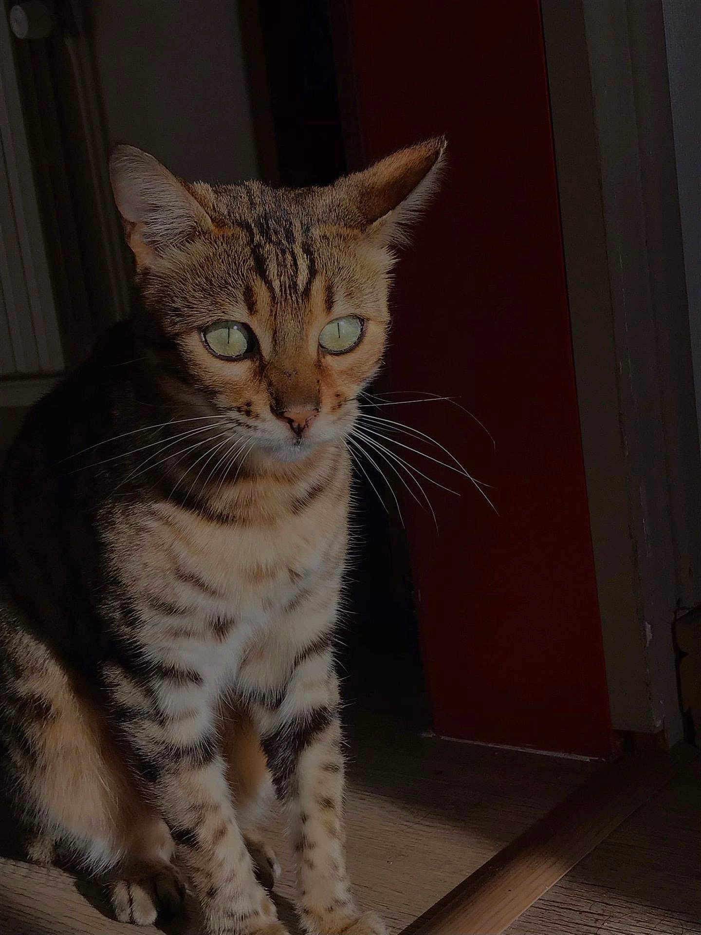 Major Tom participe au concours pour gagner de l'argent avec cette photo : animal, bengal_cat, cat, close_up, domestic_cat, ears, eyes, feline, fur_pattern, indoor, light, mammal, pet, portrait, quiet, shadow, sitting, striped_fur, whiskers, wooden_floor