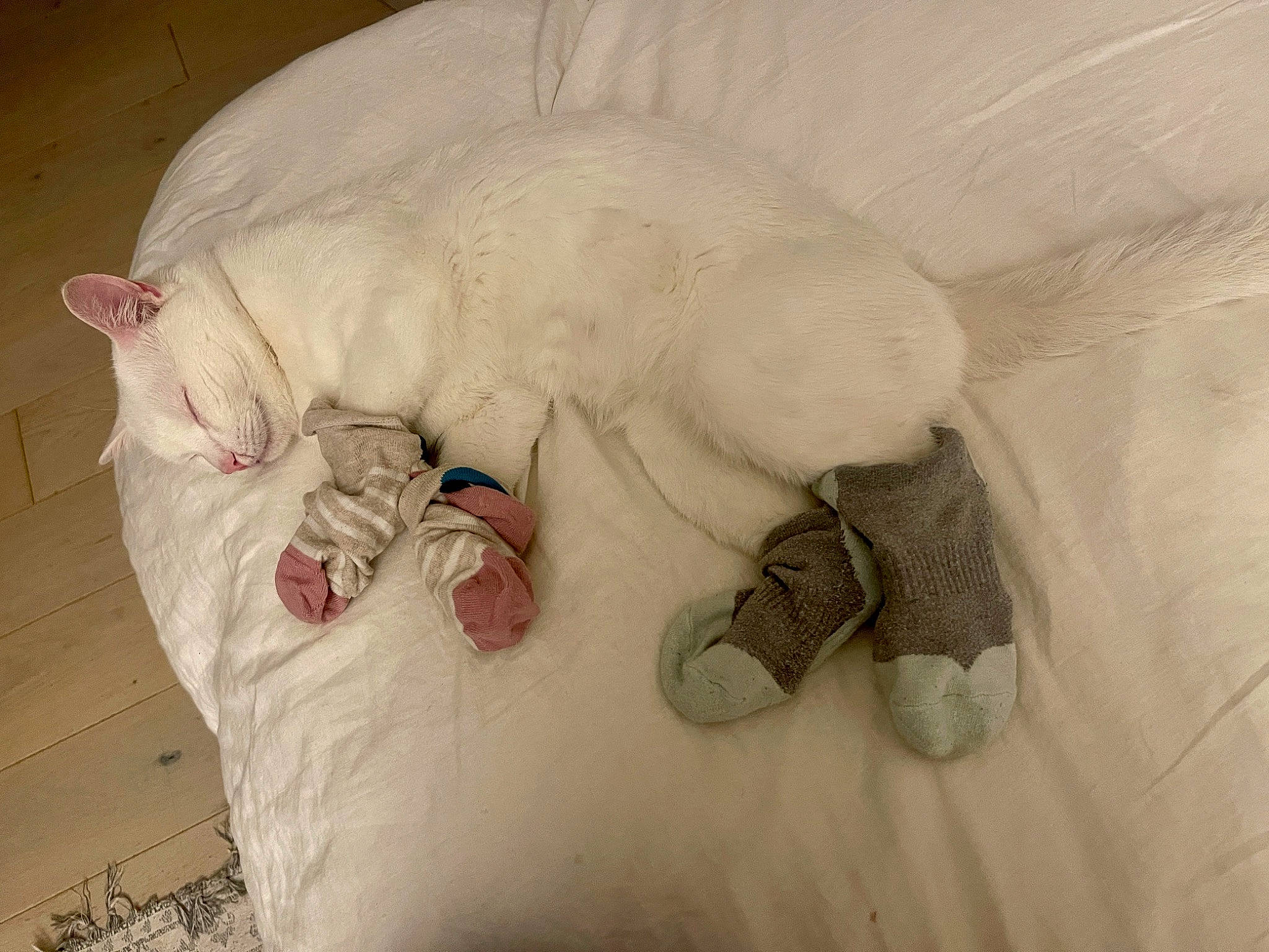 Piglet is registered to the contest to win money with this photo: bed, canidae, carnivore, cat, cat_bed, claw, comfort, dog_breed, domestic_short_haired_cat, felidae, fur, linens, paw, room, small_to_medium_sized_cats, stuffed_toy, tail, terrestrial_animal, textile, whiskers