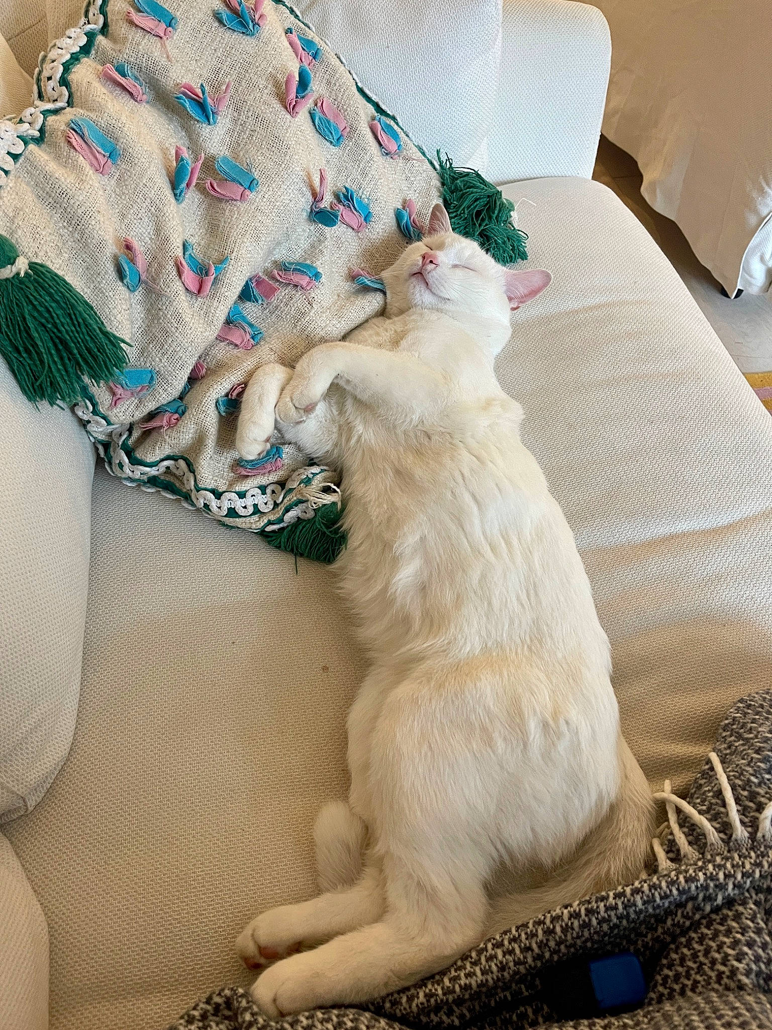 Piglet is registered to the contest to win money with this photo: baby_toddler_clothing, bedding, carnivore, cat, comfort, companion_dog, couch, fawn, felidae, flooring, fur, grey, human_leg, lamp, linens, paw, small_to_medium_sized_cats, tail, whiskers, white