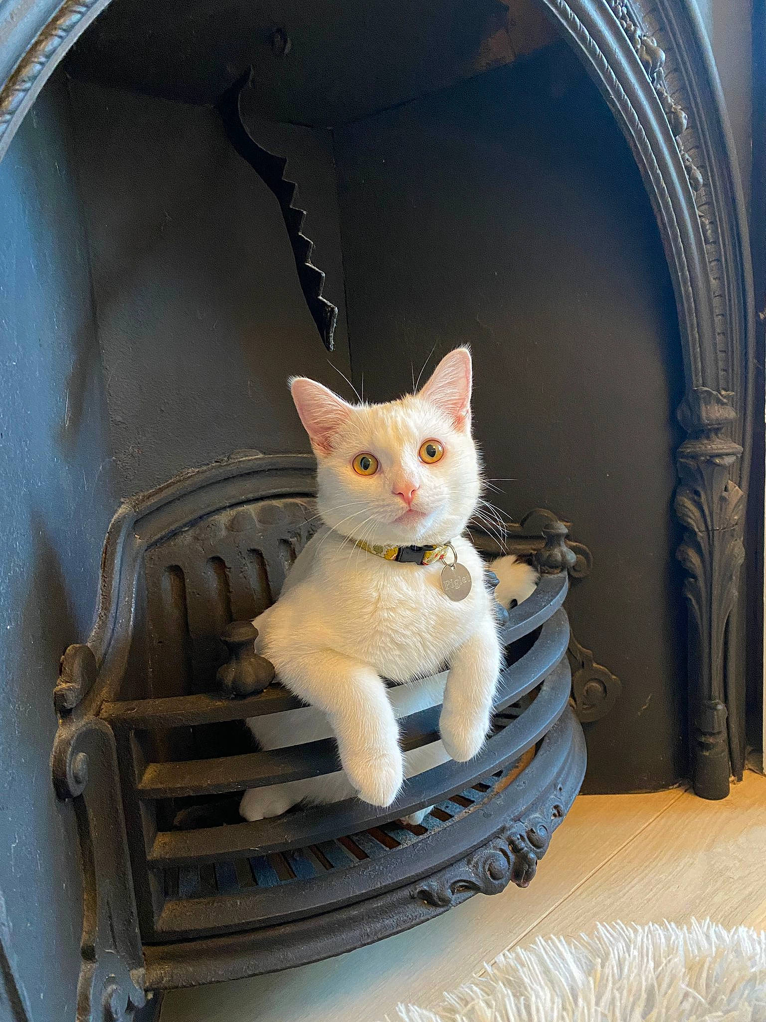 Piglet joined the competition — help win amazing prizes! automotive_lighting, carnivore, cat, chair, domestic_short_haired_cat, eye, fashion_accessory, fawn, felidae, fur, plant, small_to_medium_sized_cats, snout, stuffed_toy, tail, textile, toy, whiskers, window, wood