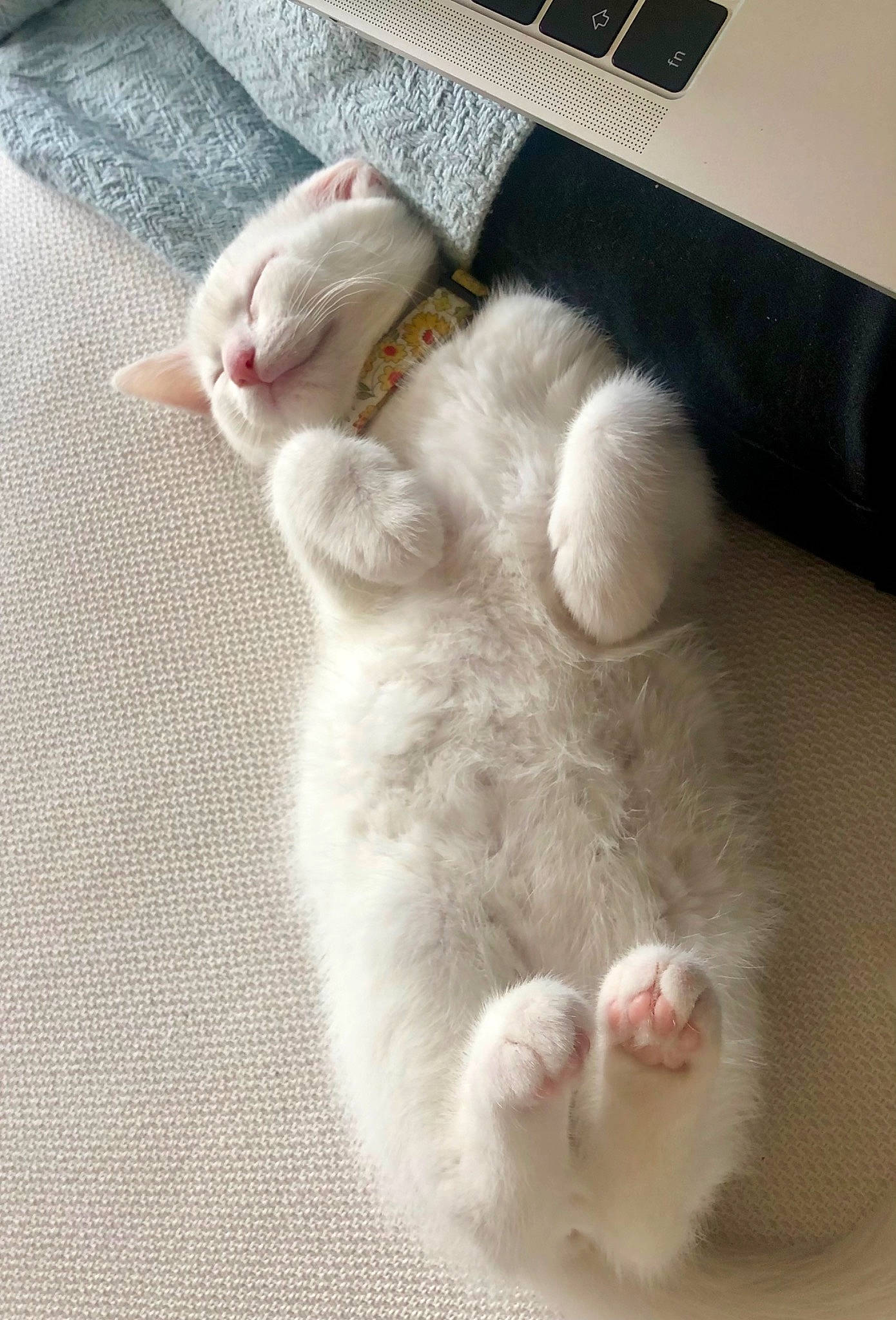 Piglet joined the competition — help win amazing prizes! carnivore, cat, claw, comfort, domestic_short_haired_cat, fawn, felidae, flooring, foot, fur, paw, small_to_medium_sized_cats, snout, tail, toe, whiskers