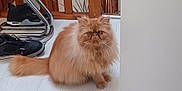 Vicky a rejoint le concours — aidez-le/la à gagner de superbes lots ! animal, cat, curious, cute, domestic_cat, feline, floor, fluffy, fur, home, house, indoor, orange_cat, persian_cat, pet, shoes, sitting, tail, whiskers, wooden_railing