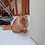 animal, cat, curious, cute, domestic_cat, feline, floor, fluffy, fur, home, house, indoor, orange_cat, persian_cat, pet, shoes, sitting, tail, whiskers, wooden_railing