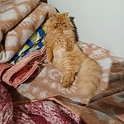 Vicky a rejoint le concours — aidez-le/la à gagner de superbes lots ! animal, blanket, cat, comfortable, cozy, cute, domestic_animal, feline, fluffy, fur, home, indoor, laying_down, orange_cat, pet, pile_of_blankets, relaxed, resting, sleepy, soft