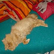 Vicky participe au concours pour gagner de l'argent avec cette photo : animal, blanket, cat, comfort, cozy, cute, dog_print, feline, fluffy, fur, ginger, home, indoor, pet, pillow, relaxed, resting, sleeping, soft, striped_blanket