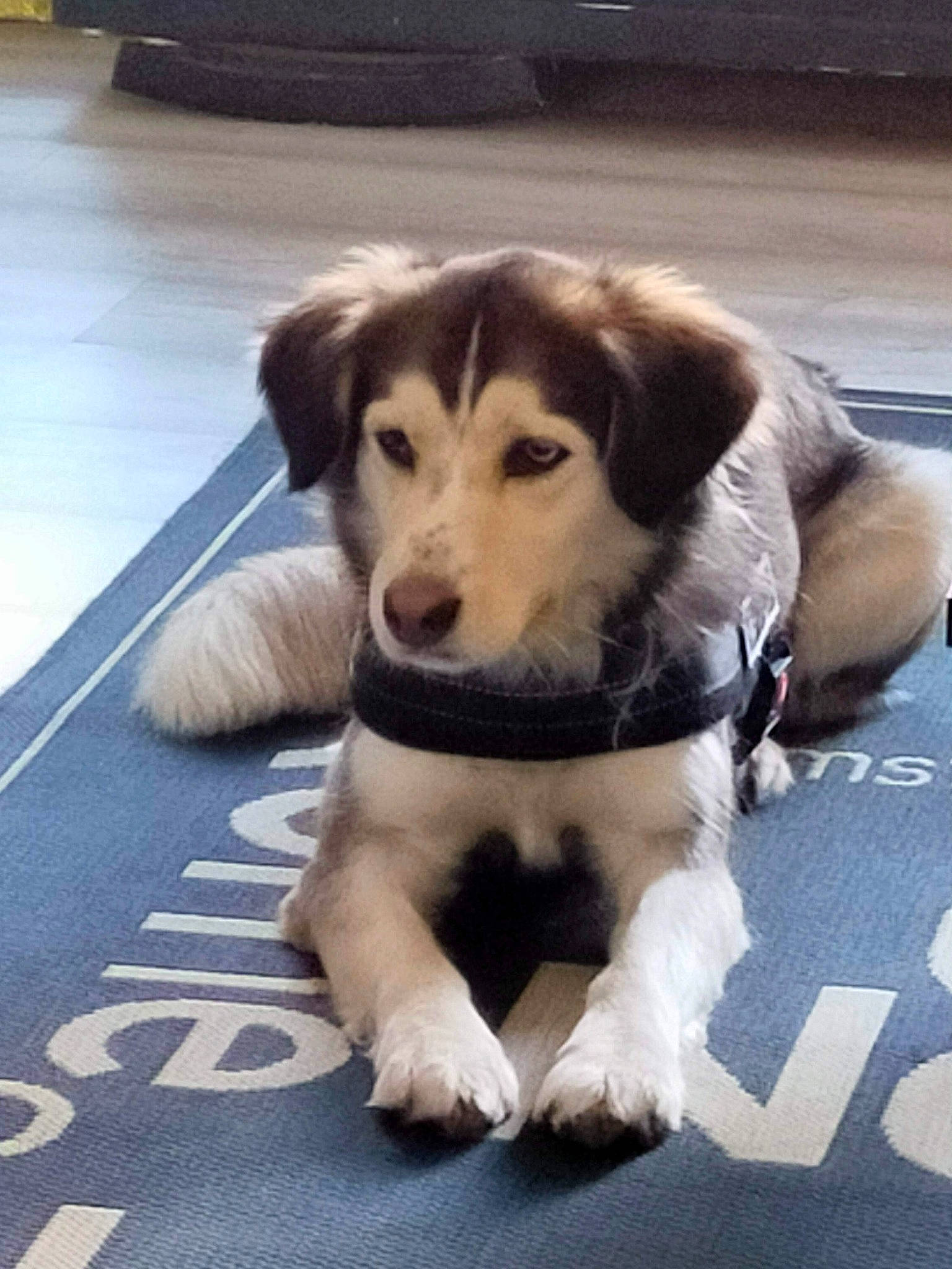 Nebraska a rejoint le concours — aidez-le/la à gagner de superbes lots ! canidae, carnivore, collar, companion_dog, dog, dog_breed, floor, flooring, fur, leash, paw, road_surface, sidewalk, snapshot, snout, sporting_group, street_dog, tail, working_animal, working_dog