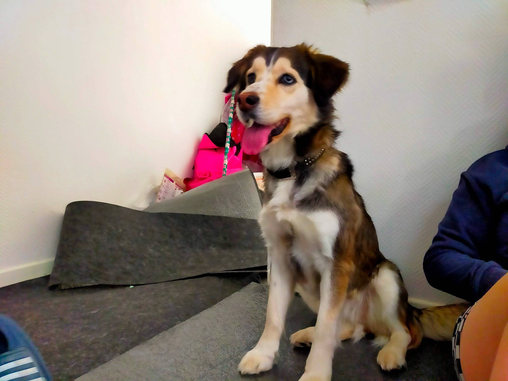 Nebraska a rejoint le concours — aidez-le/la à gagner de superbes lots ! canidae, carnivore, collar, companion_dog, dog, dog_breed, dog_clothes, dog_supply, fawn, fur, leash, paw, pet_supply, puppy, sled_dog, snout, sporting_group, tail, toy_dog, working_dog