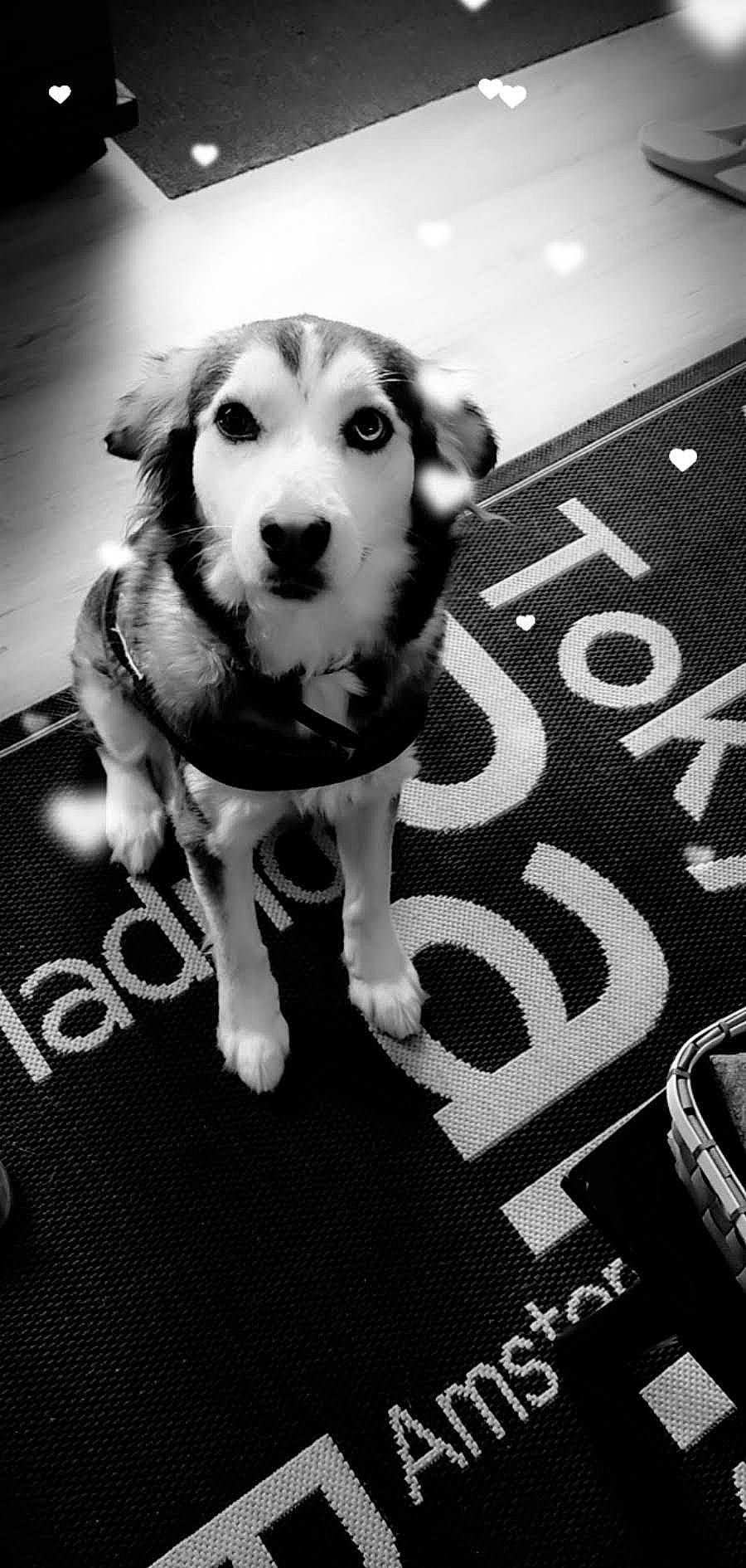 Nebraska participe au concours pour gagner de l'argent avec cette photo : audio_equipment, black, black_and_white, carnivore, companion_dog, dog, dog_breed, dog_supply, flash_photography, flooring, font, happy, monochrome, monochrome_photography, paw, pet_supply, photograph, snout, style, white