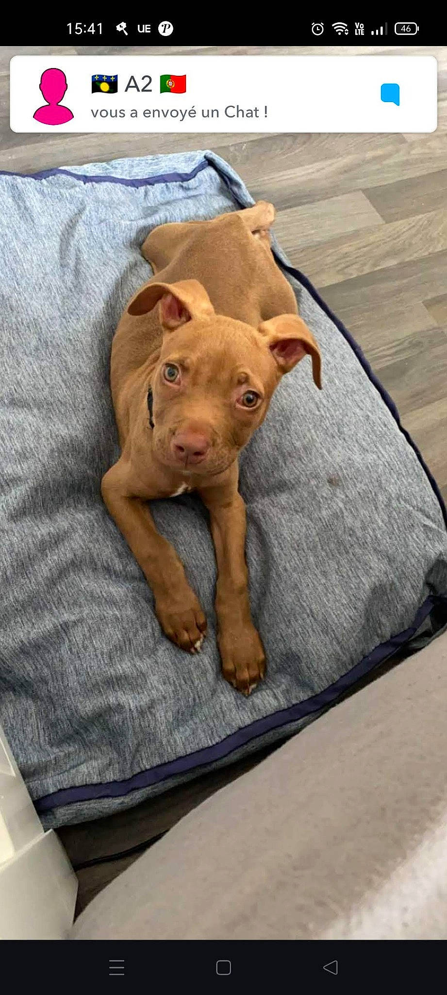 Usy participe au concours pour gagner de l'argent avec cette photo : canidae, carnivore, comfort, companion_dog, dog, dog_breed, dog_supply, ear, fawn, fur, liver, non_sporting_group, pet_supply, puppy, snout, sporting_group, tail, terrestrial_animal, wood, working_animal