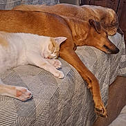 B.b a rejoint le concours — aidez-le/la à gagner de superbes lots ! animal, blanket, brown_dog, cat, companion, couch, cozy, curtain, dog, furniture, indoor, living_room, pet, quiet, relaxed, resting, sleeping, television, white_cat, wooden_cabinet