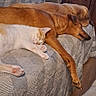 animal, blanket, brown_dog, cat, companion, couch, cozy, curtain, dog, furniture, indoor, living_room, pet, quiet, relaxed, resting, sleeping, television, white_cat, wooden_cabinet