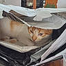 B.b a rejoint le concours — aidez-le/la à gagner de superbes lots ! animal, cat, cozy, crumpled_bag, curious, cute, domestic, feline, hiding, household_items, indoor, living_space, messy, orange_and_white, pet, plastic_bag, relaxed, resting, table, wooden_table