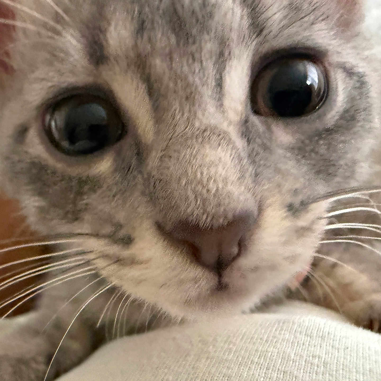 Billie Jackson joined the competition — help win amazing prizes! kitten, cat, close_up, whiskers, eyes, cute, pet, feline, fur, nose, indoor, curious, young, animal, mammal, soft, cozy, face, portrait, domestic_cat