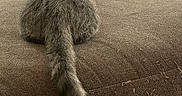 Billie Jackson is registered to the contest to win money with this photo: cat, gray_cat, feline, pet, animal, indoor, couch, furniture, living_room, television, back_view, tail, fur, relaxing, home, cozy, watching_tv, domestic_cat, sitting, brown_couch