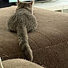 cat, gray_cat, feline, pet, animal, indoor, couch, furniture, living_room, television, back_view, tail, fur, relaxing, home, cozy, watching_tv, domestic_cat, sitting, brown_couch