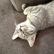 Billie Jackson is registered to the contest to win money with this photo: cat, sleeping, fur, pet, closeup, indoor, relaxed, carpet, home, cute, whiskers, paw, feline, cozy, resting, animal, mammal, domestic, soft, peaceful