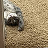 Billie Jackson joined the competition — help win amazing prizes! cat, gray_cat, white_cat, carpet, indoor, pet, animal, playful, curious, paw, lying_down, floor, feline, domestic_animal, cute, whiskers, relaxed, home, cozy, peeking