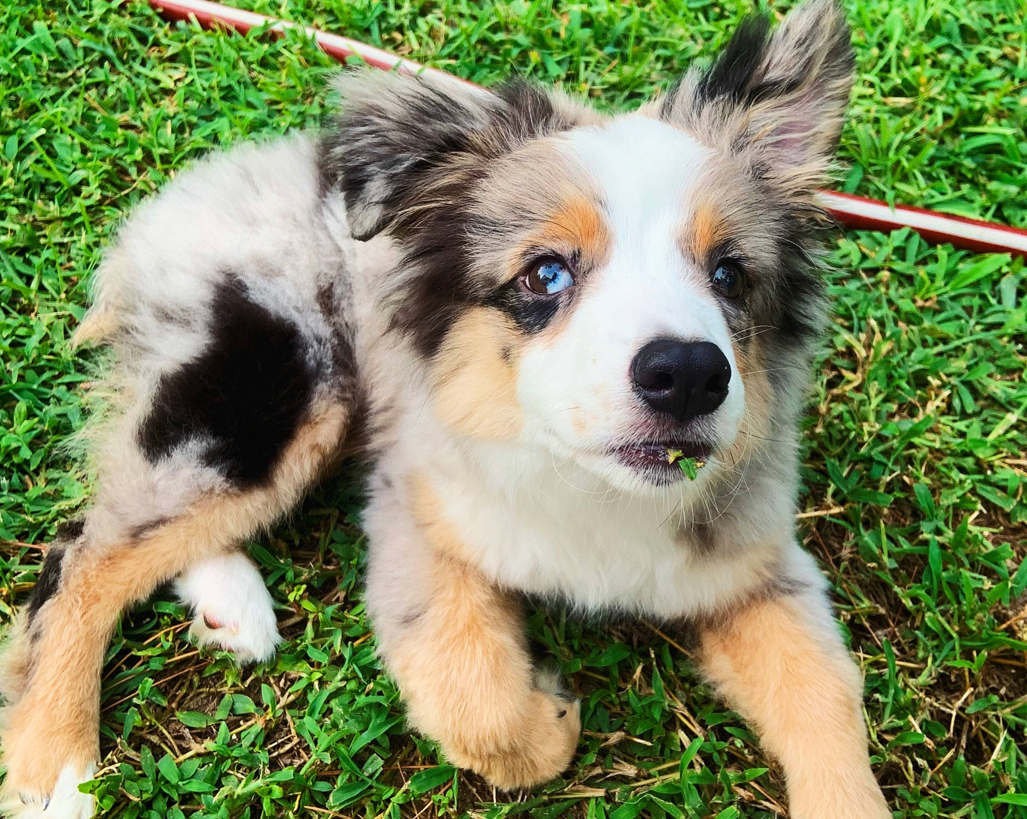 Luna Belle is registered to the contest to win money with this photo: australian_cattle_dog, australian_collie, australian_shepherd, border_collie, canidae, carnivore, companion_dog, dog, dog_breed, herding_dog, mammal, miniature_australian_shepherd, puppy, rare_breed_dog, snout, sporting_group, texas_heeler, vertebrate, welsh_sheepdog, working_dog