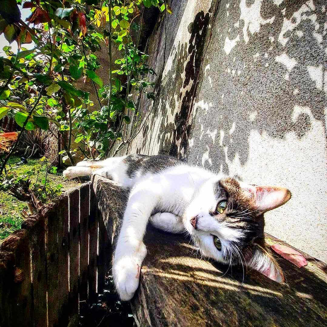 Nala