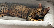 Kaleidoscope joined the competition — help win amazing prizes! cat, sleeping, pet_bed, spotted, feline, cozy, indoor, resting, animal, domestic_cat, fur, whiskers, ears, relaxed, comfort, bed, striped, mammal, cute, nap