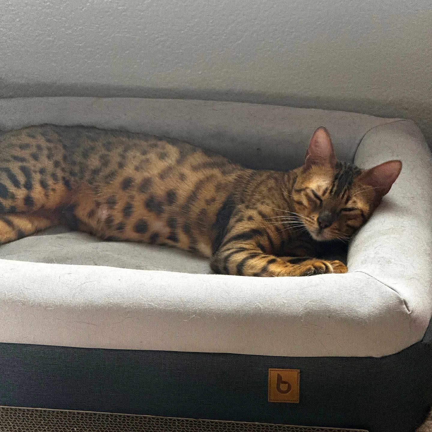 Kaleidoscope joined the competition — help win amazing prizes! cat, sleeping, pet_bed, spotted, feline, cozy, indoor, resting, animal, domestic_cat, fur, whiskers, ears, relaxed, comfort, bed, striped, mammal, cute, nap