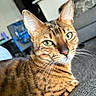 Kaleidoscope joined the competition — help win amazing prizes! cat, tabby_cat, green_eyes, pet, feline, close_up, indoor, living_room, whiskers, fur, striped, relaxed, animal, mammal, cute, domestic_cat, portrait, household, cozy, soft_texture