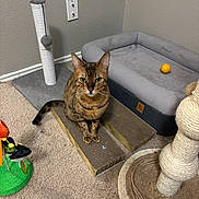 Kaleidoscope joined the competition — help win amazing prizes! cat, tabby_cat, cardboard_scratch_pad, cat_toy, scratching_post, cat_bed, carpet, corner, wall, yellow_ball, pet_accessory, indoor, feline, play_area, fur, ears, whiskers, paws, sitting, looking