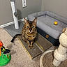 cat, tabby_cat, cardboard_scratch_pad, cat_toy, scratching_post, cat_bed, carpet, corner, wall, yellow_ball, pet_accessory, indoor, feline, play_area, fur, ears, whiskers, paws, sitting, looking