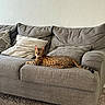 Kaleidoscope joined the competition — help win amazing prizes! cat, sofa, couch, furniture, pillows, carpet, indoor, pet, spotted_cat, relaxing, alert, living_room, home, cozy, resting, animal, striped_tail, ears, fur, domestic_cat