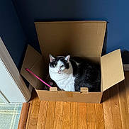 Snook joined the competition — help win amazing prizes! cat, black_and_white, cardboard_box, indoors, wooden_floor, blue_wall, pet, animal, feline, toy, pink, curious, sitting, box, domestic_animal, looking_up, flooring, corner, household, resting
