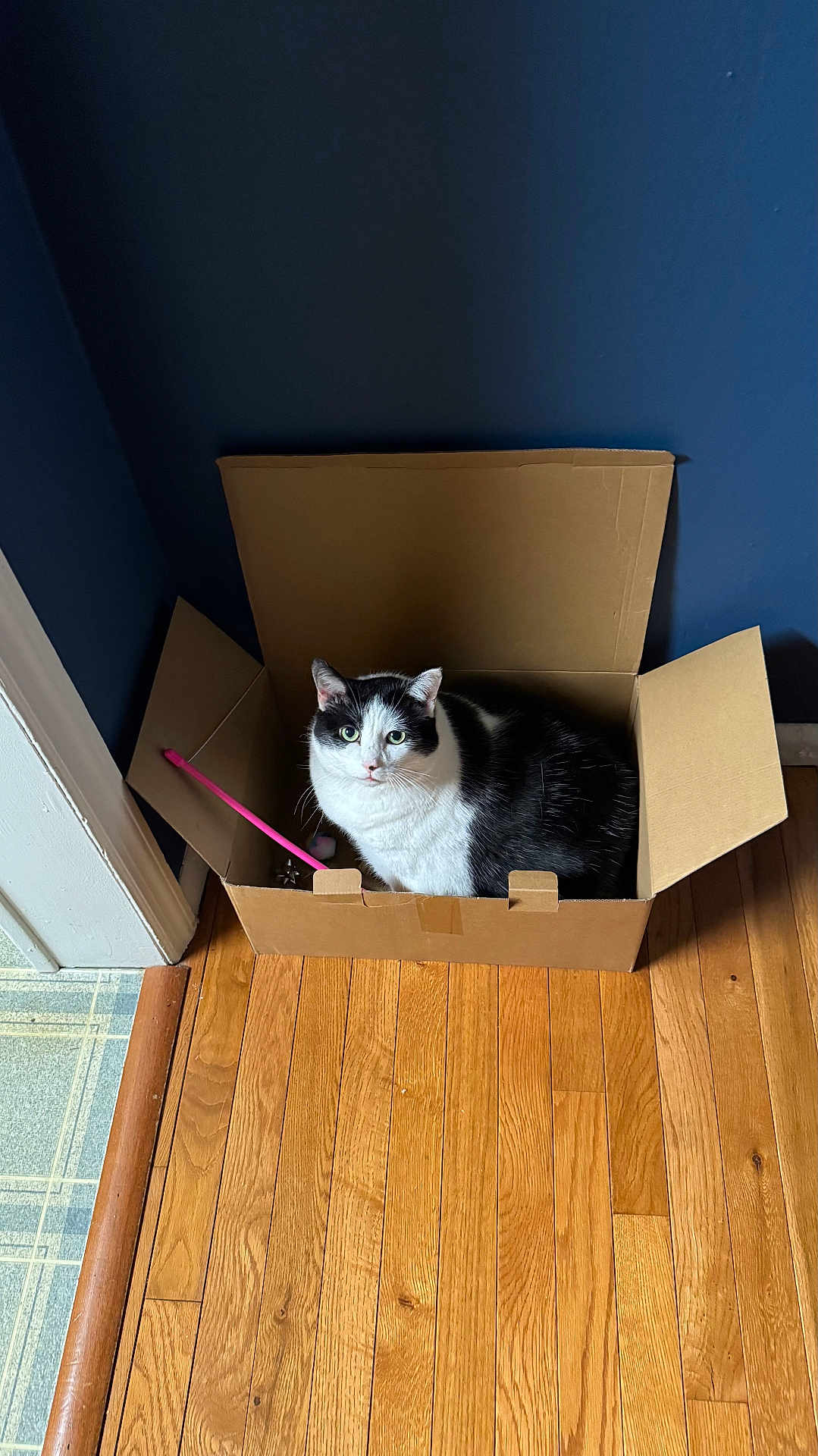 Snook joined the competition — help win amazing prizes! cat, black_and_white, cardboard_box, indoors, wooden_floor, blue_wall, pet, animal, feline, toy, pink, curious, sitting, box, domestic_animal, looking_up, flooring, corner, household, resting