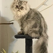 Presley joined the competition — help win amazing prizes! animal, cable, cat, cat_perch, curious, cute, domestic_cat, ears, eyes, feline, fluffy, furniture, houseplant, indoor, pet, plant, silver_tabby, tail, wall, whiskers