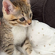 Suki a rejoint le concours — aidez-le/la à gagner de superbes lots ! kitten, tabby, cat, pet, animal, feline, whiskers, ears, paws, fur, indoor, blanket, polka_dot, cute, young, curious, cozy, resting, small, domestic