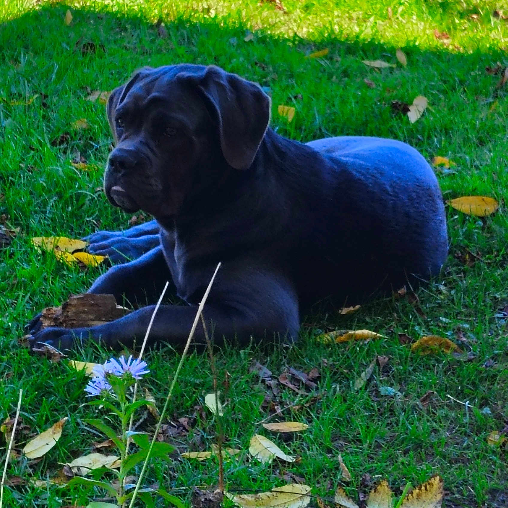 Bella is registered to the contest to win money with this photo: animal, autumn, black_dog, calm, canine, daylight, dog, ear, flower, grass, greenery, laying_down, leaf, muzzle, nature, outdoor, pet, plant, relaxed, wood