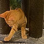 Edward joined the competition — help win amazing prizes! cat, orange_tabby, cat_tree, scratching_post, furry, paw, curious, indoor, pet, animal, feline, playful, claws, fur, whiskers, ears, toy, resting_spot, home, cute